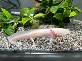 Axoloti