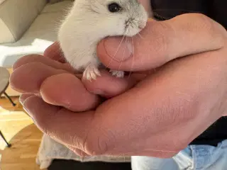 Dværghamster plus tilbehør sælges