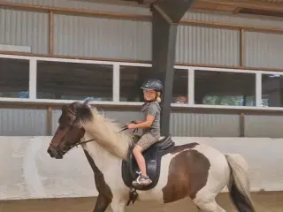 Islænder hoppe som kan rides af børn
