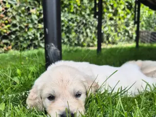 Golden retriever hvalpe