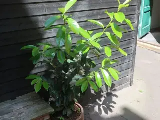 Plante