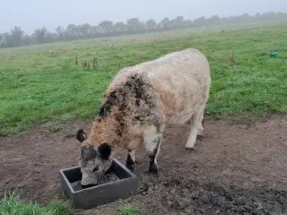 Flotte hvide galloway kvier sælges