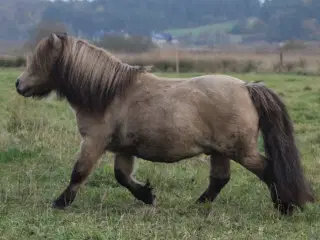 Kåret avlshingst, sidste chance som hingst!