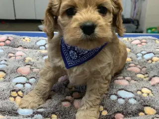 Cockerpoo babyer 