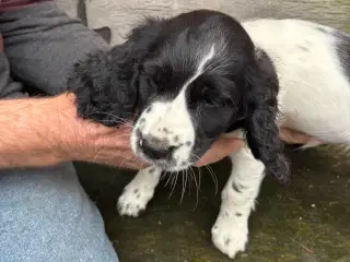 Engelsk Springer Spaniel