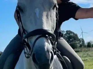 Hest købes til hyggeture i naturen 