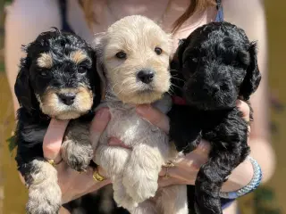 cockerdoodle, cockerpoo, doodle