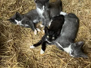 Kattekillinger