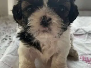 Shih Tzu hvalpe