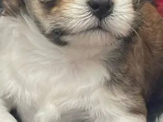 Lhasa apso hvalpe DKK 