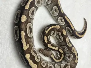 Kongepython