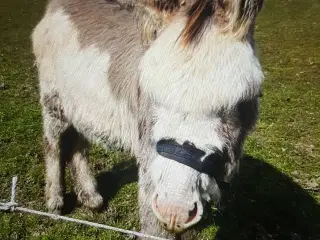 Æsel hingst