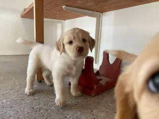 Lagotto Romagnolo Cockerpoo 