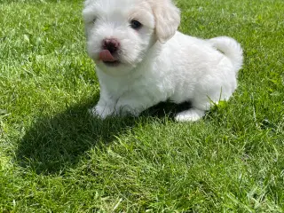 1 dejlig coton de tulear hanhvalp søger ny familie