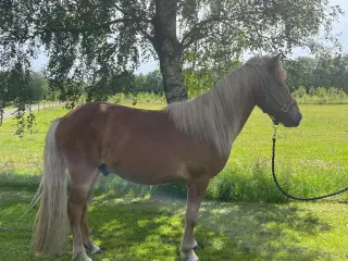 Islænder vallak 3 år