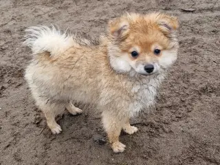 Lille krudtugle søger sit forevige hjem