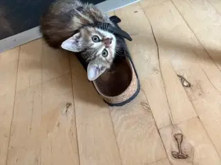 Kattekillinger Tranbjerg j