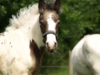 Mild Tinker hoppe føl 