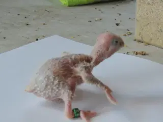 Conure til håndopmadning.