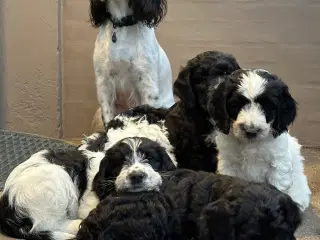 Springer spaniel/puddel hundehvalpe sælges