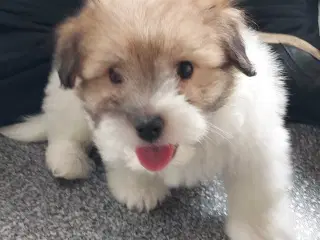Coton de tulaer 