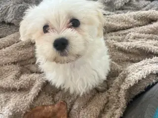 Kærlige og allergivenlige Malteser og Bichon Havan