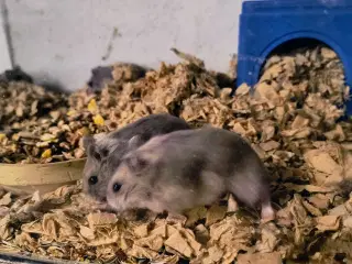 Dværghamster unger 