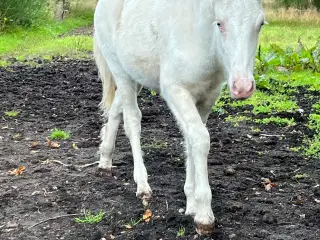 Alle føl er unikke men ham her er helt særlig 💙