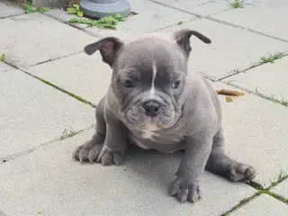 American bully 