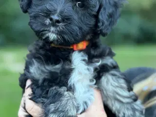 Lhasa Doodle hanhvalp. Flytteklar