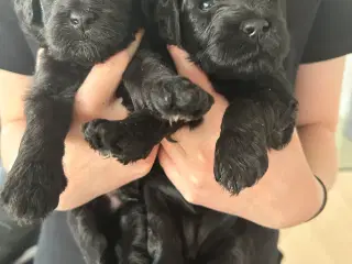 GOLDENLABRADOODLE