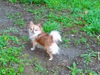 Chihuahua M/stamtavle Avl
