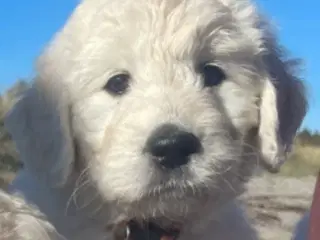 Doodle - Goldendoodle-hvalpe