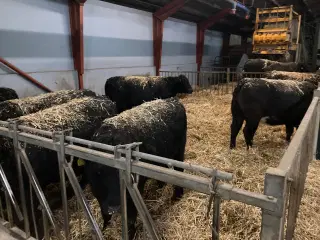 Angus drægtige kvier