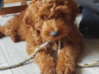 Krøllede Cockapoo Bamser