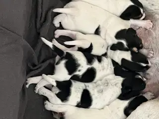 Dansk-Svensk Gårdhund - hvalpe sælges