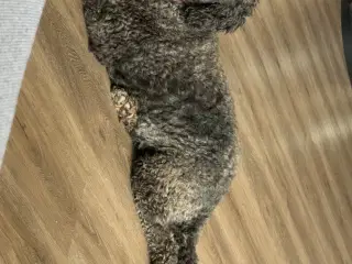 Labradoodle hvalpe 