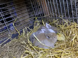 Dværg vædder unger