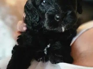 Cavapoo F1B 