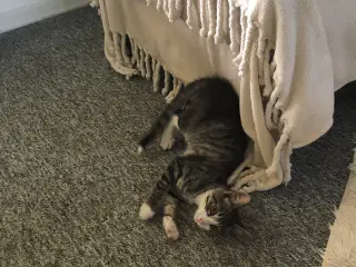 Kattekillinger