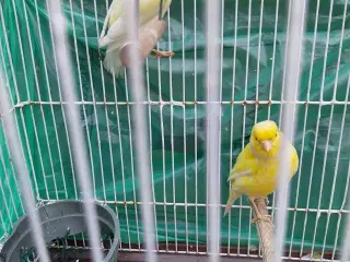 2 stk kanariefugle 