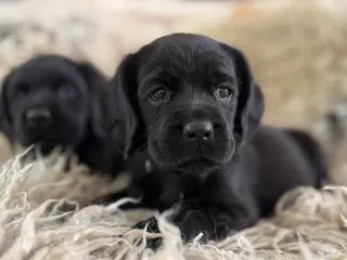 Ceckerspaniel og Labrador (Amerikansk cockerdor)