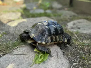 2 han bredrandet landskildpadder