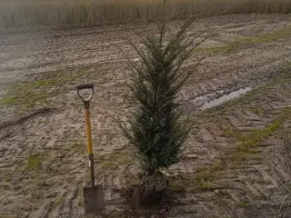 40 stk. Taxus baccata 100-120 cm.