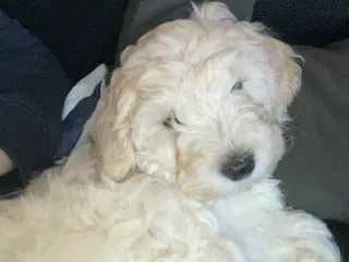Maltipoo hvalp 