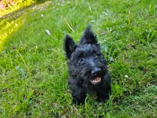 Skotsk Terrier hundehvalp