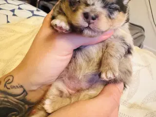 Pomeranian Merle 
