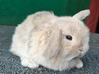 Minilop