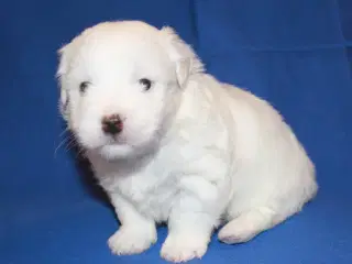 Coton de Tulear hvalpe