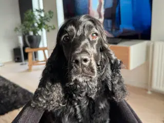 Cockerspanielhvalp  KØBES